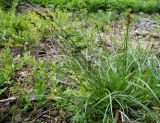 Carex leporina. Плодоносящее растение с сидящим насекомым. Московская обл., Лотошинский р-н, окр. дер. Савостино. 07.06.2013.