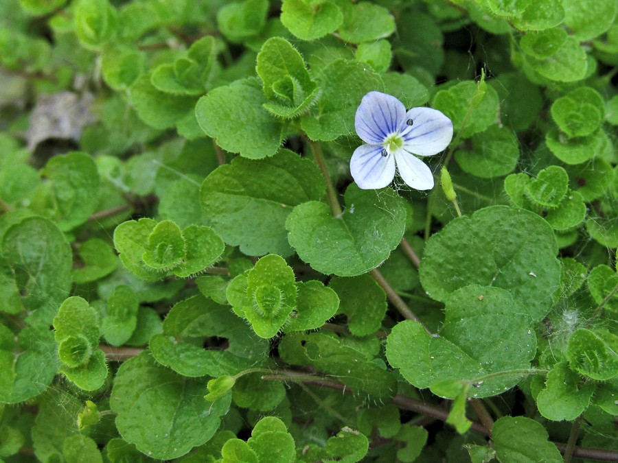 Image of Veronica filiformis specimen.