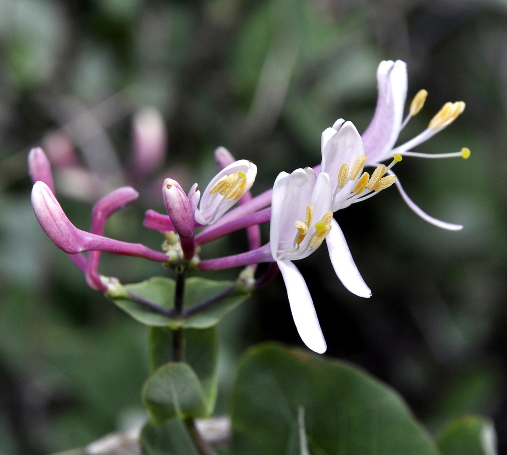 Image of Lonicera etrusca specimen.