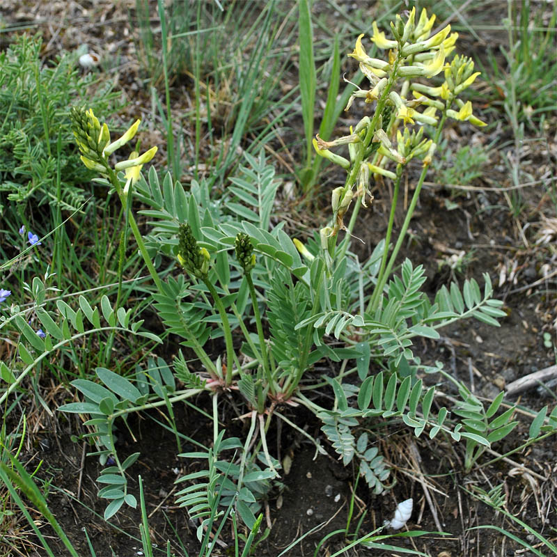 Image of Astragalus refractus specimen.