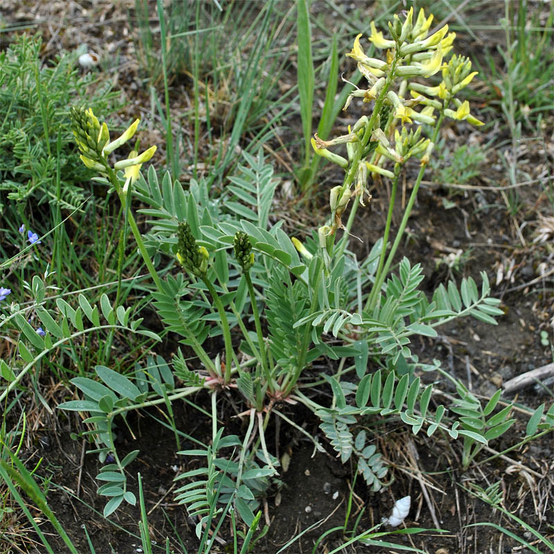 Изображение особи Astragalus refractus.