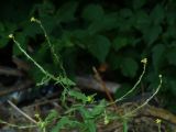 Sisymbrium officinale