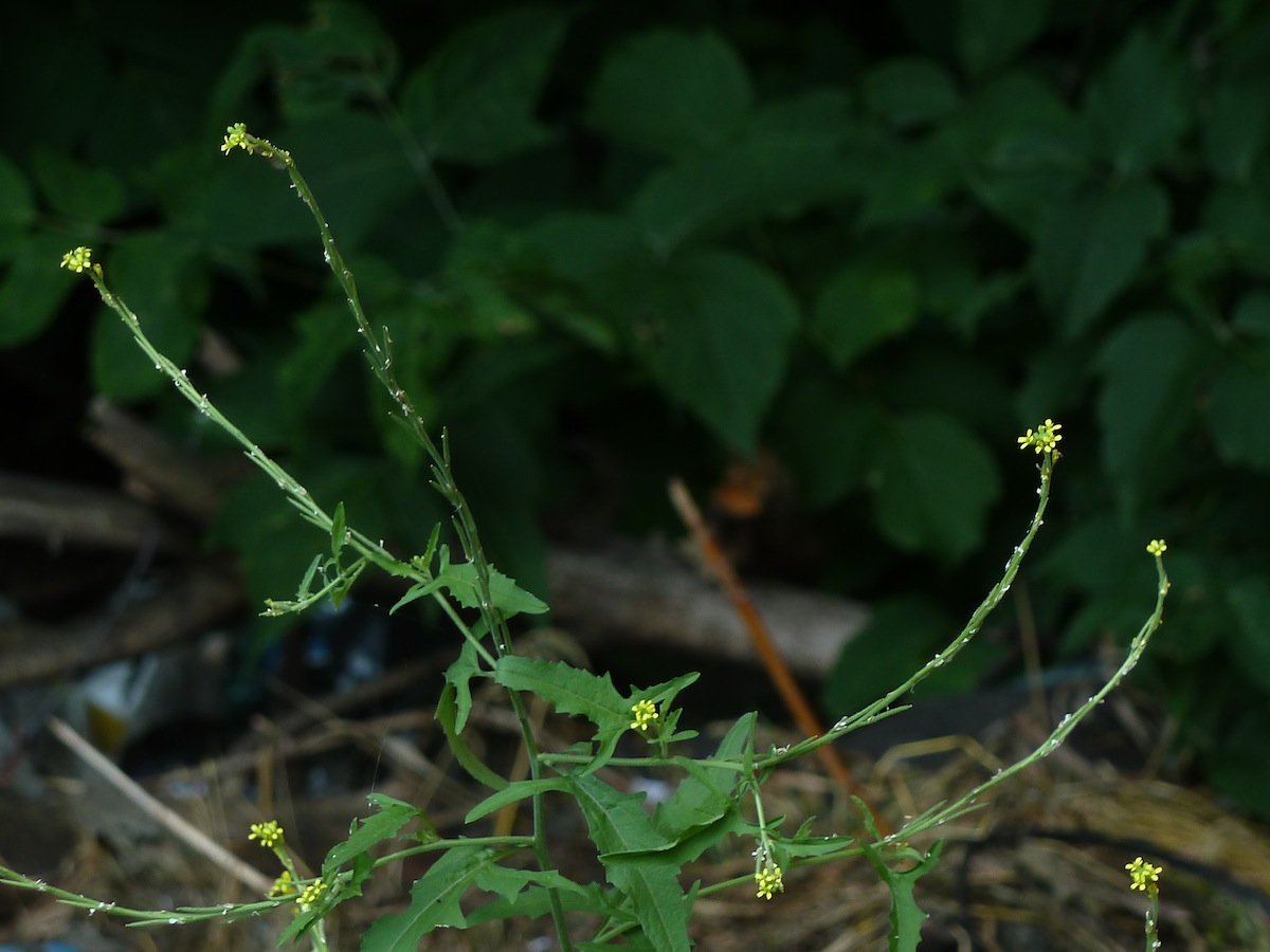 Изображение особи Sisymbrium officinale.