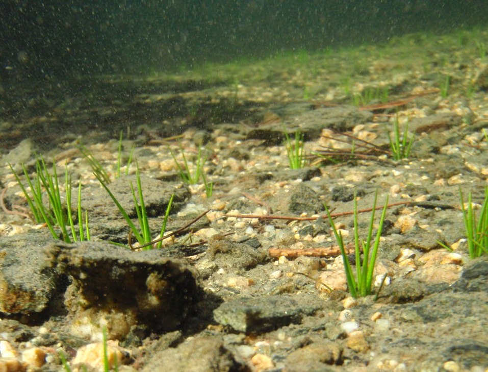 Изображение особи Isoetes echinospora.