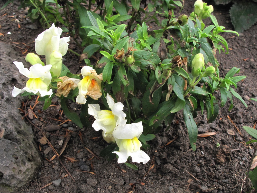 Изображение особи Antirrhinum majus.