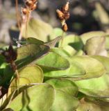 Plantago uliginosa. Листья с опушённой поверхностью и соплодие. Архангельская обл., г. Северодвинск, восточный конец о. Ягры, дорога вдоль берега Сев. Двины. 07.09.2013.