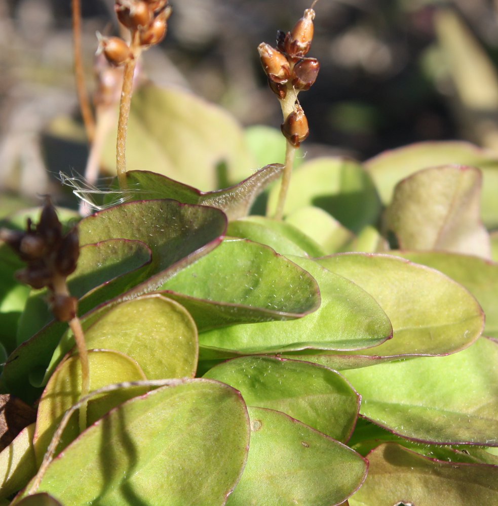 Image of Plantago uliginosa specimen.