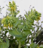 Cerinthe major