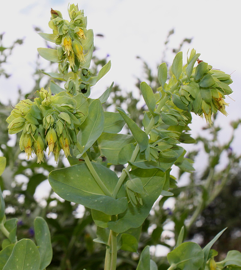Изображение особи Cerinthe major.