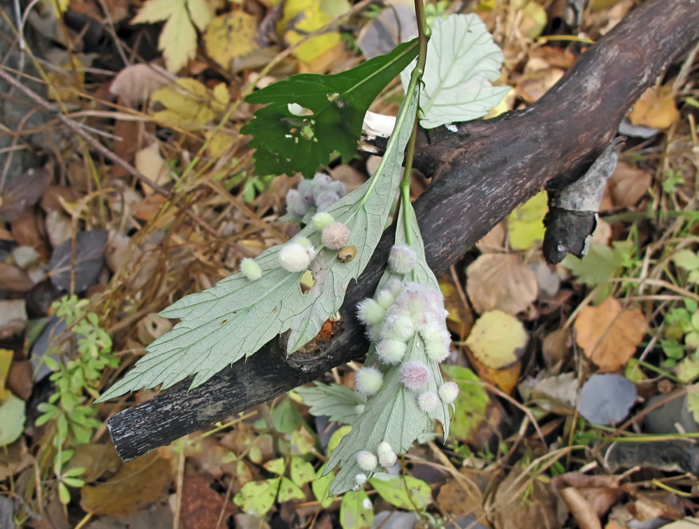 Изображение особи Artemisia stolonifera.