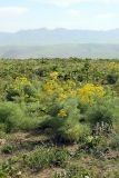Prangos pabularia. Цветущие растения. Южный Казахстан, горы Каракус. 16.05.2013.