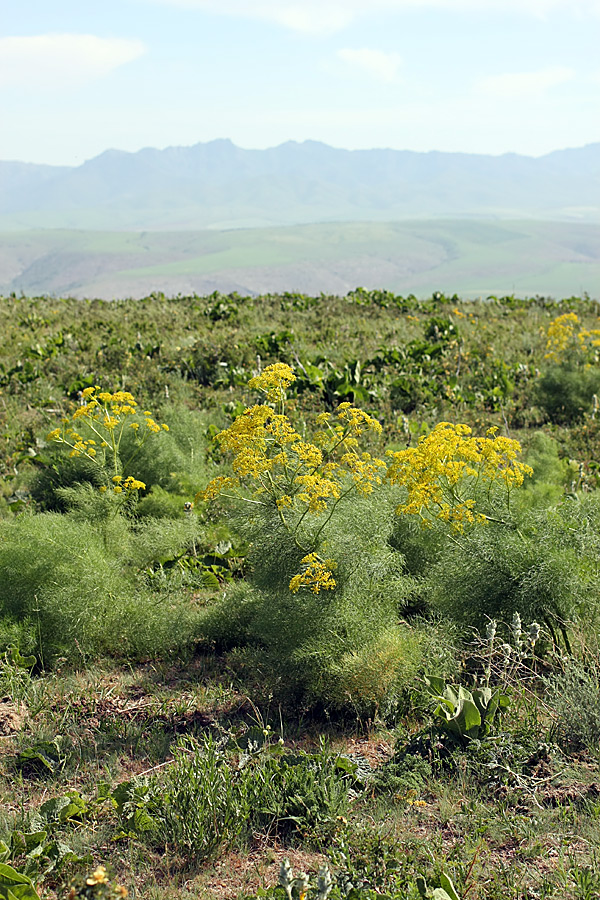 Image of Prangos pabularia specimen.