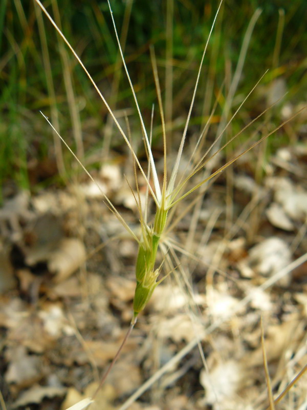 Изображение особи Aegilops ovata.