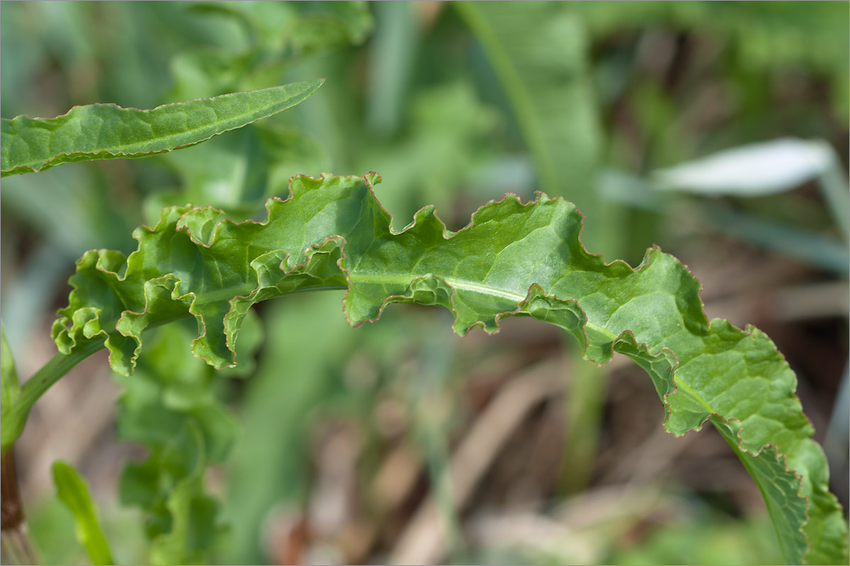 Изображение особи Rumex pseudonatronatus.