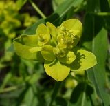 Euphorbia semivillosa. Соцветия-циатии. Ростовская обл., Октябрьский р-н, нижняя часть склона правого коренного берега р. Аюта, луг. 05.05.2013.