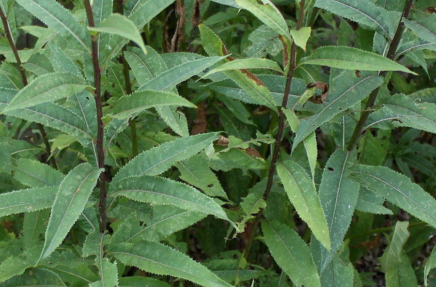 Изображение особи Senecio ovatus.