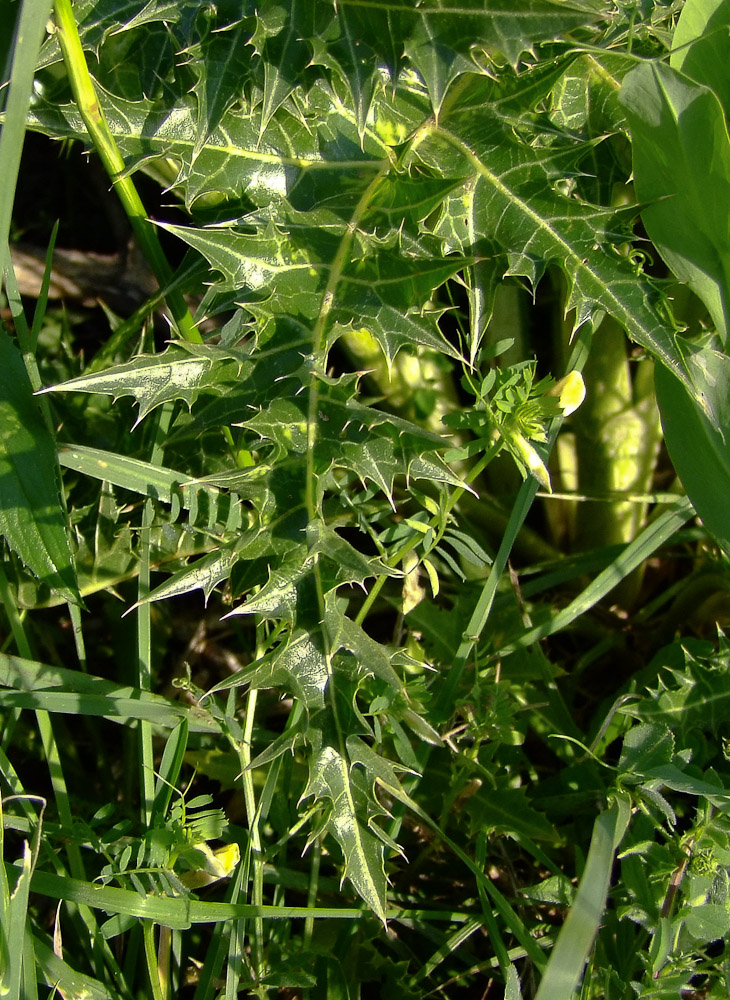 Image of Cardopatium corymbosum specimen.