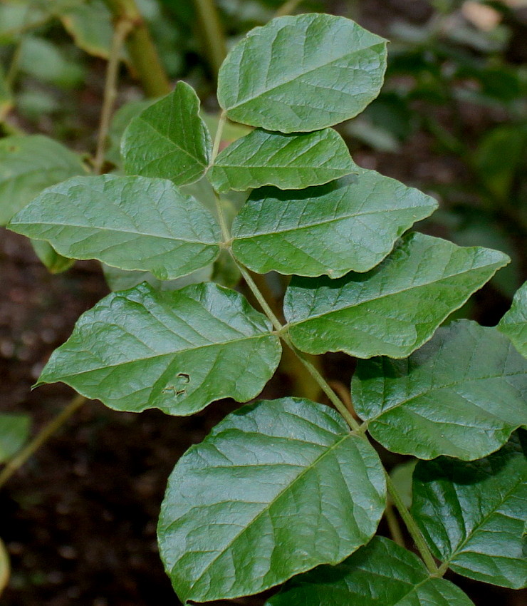 Изображение особи род Glycyrrhiza.