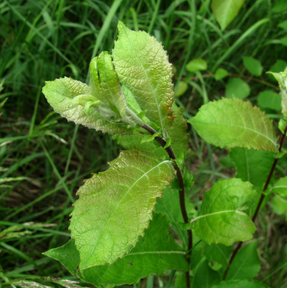 Image of Salix caprea specimen.