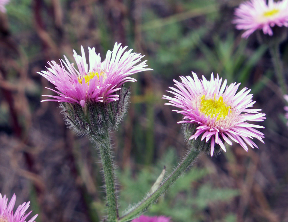 Изображение особи Erigeron pseudoseravschanicus.