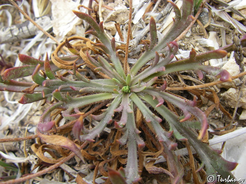 Изображение особи Plantago coronopus.