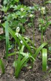 Allium paradoxum