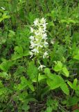 Platanthera bifolia. Цветущее растение. Пермский край, Кунгурский р-н, окр. с. Филипповка, северная часть Кунгурской лесостепи, гора Ледяная. 14.06.2013.