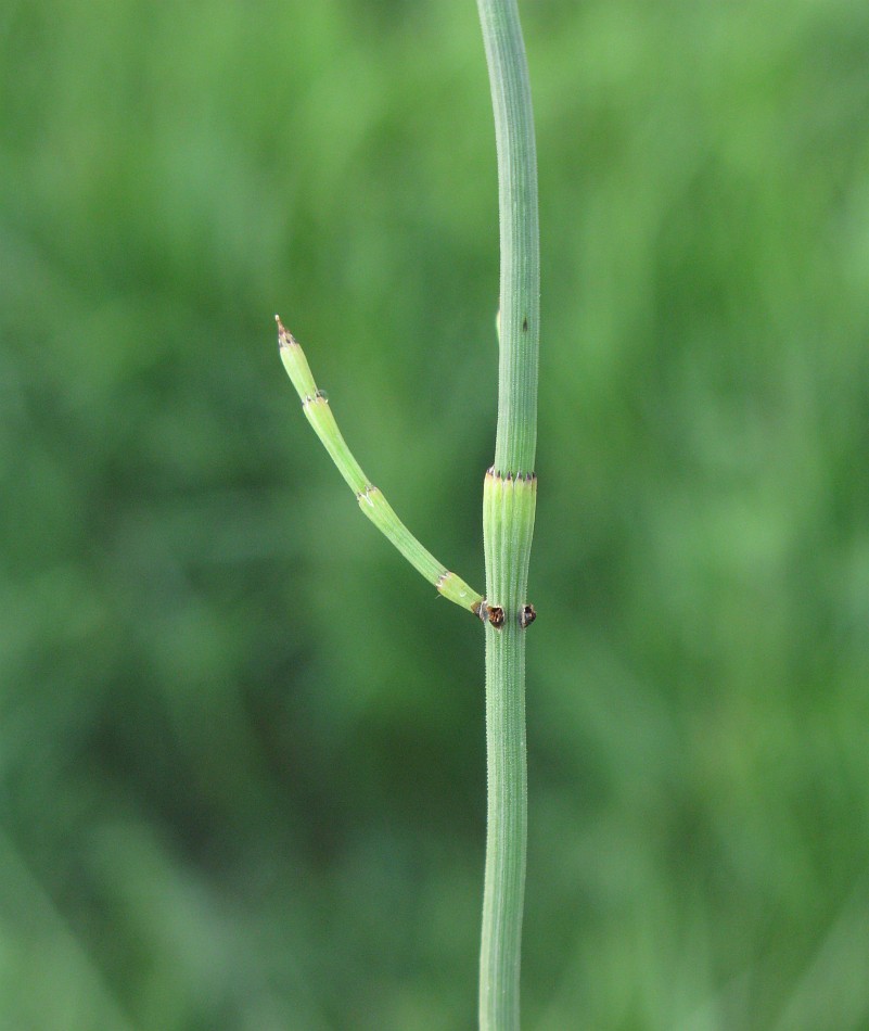 Изображение особи род Equisetum.