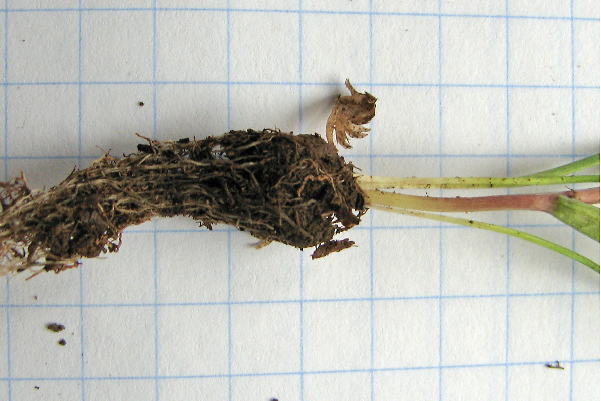 Image of Gagea bohemica specimen.