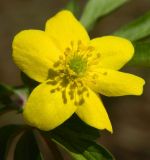 Anemone ranunculoides