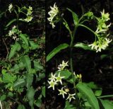 Vincetoxicum hirundinaria