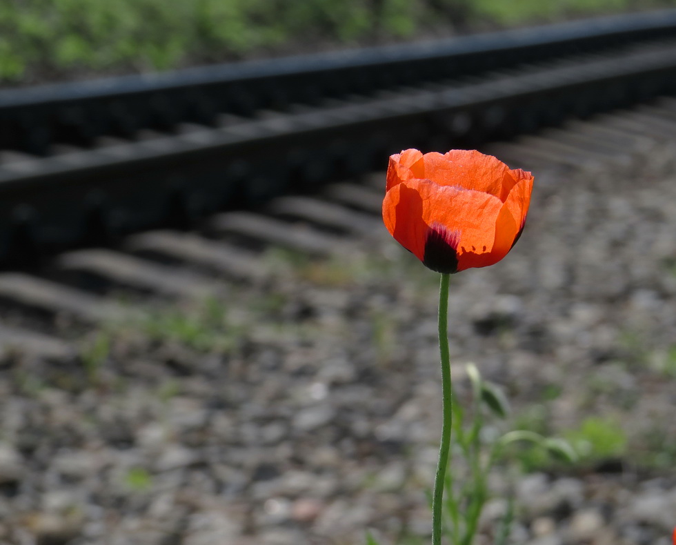 Image of Papaver stevenianum specimen.