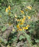 Image of taxon representative. Author is Тамара Риб