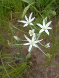 Ornithogalum kochii. Соцветие. Украина, г. Запорожье, пос. Солнечный, балка. 17.05.2014.