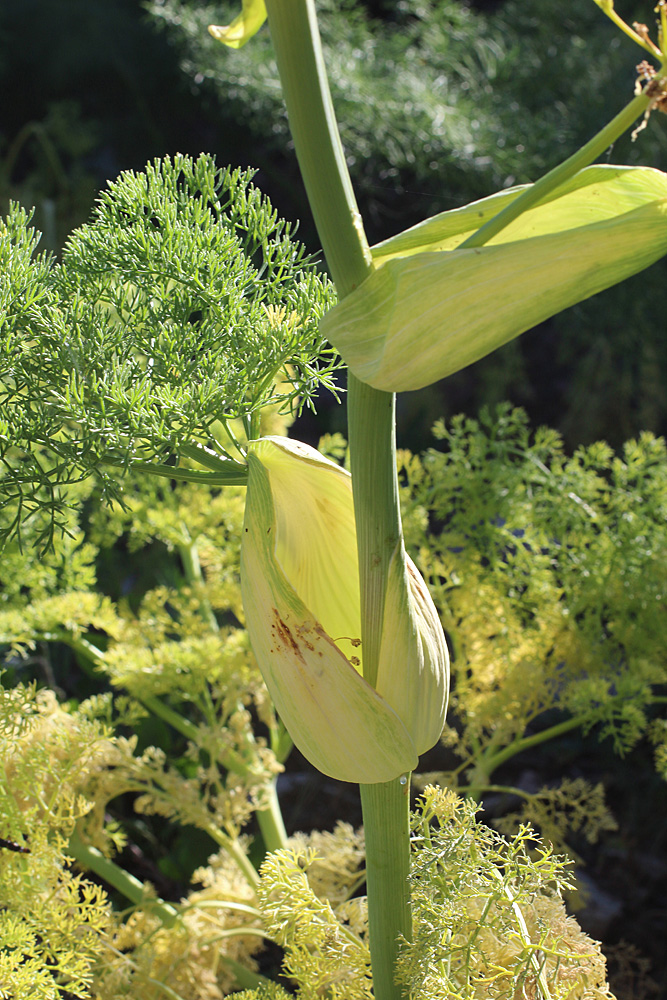 Изображение особи Ferula tenuisecta.