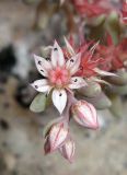 Sedum hispanicum. Верхушка побега с цветком и бутонами. Крым, окр. Феодосии, гора Эчкидаг, каменистая осыпь. 7 июня 2014 г.