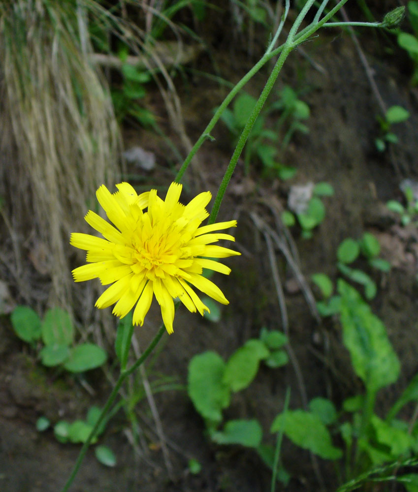 Изображение особи род Hieracium.