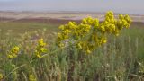 Galium verum