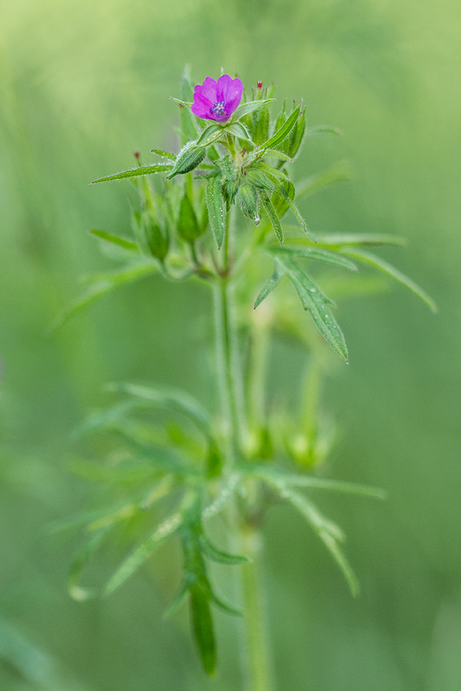 Изображение особи Geranium dissectum.