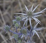 Eryngium amethystinum