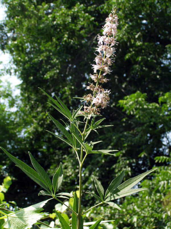 Изображение особи Vitex agnus-castus.