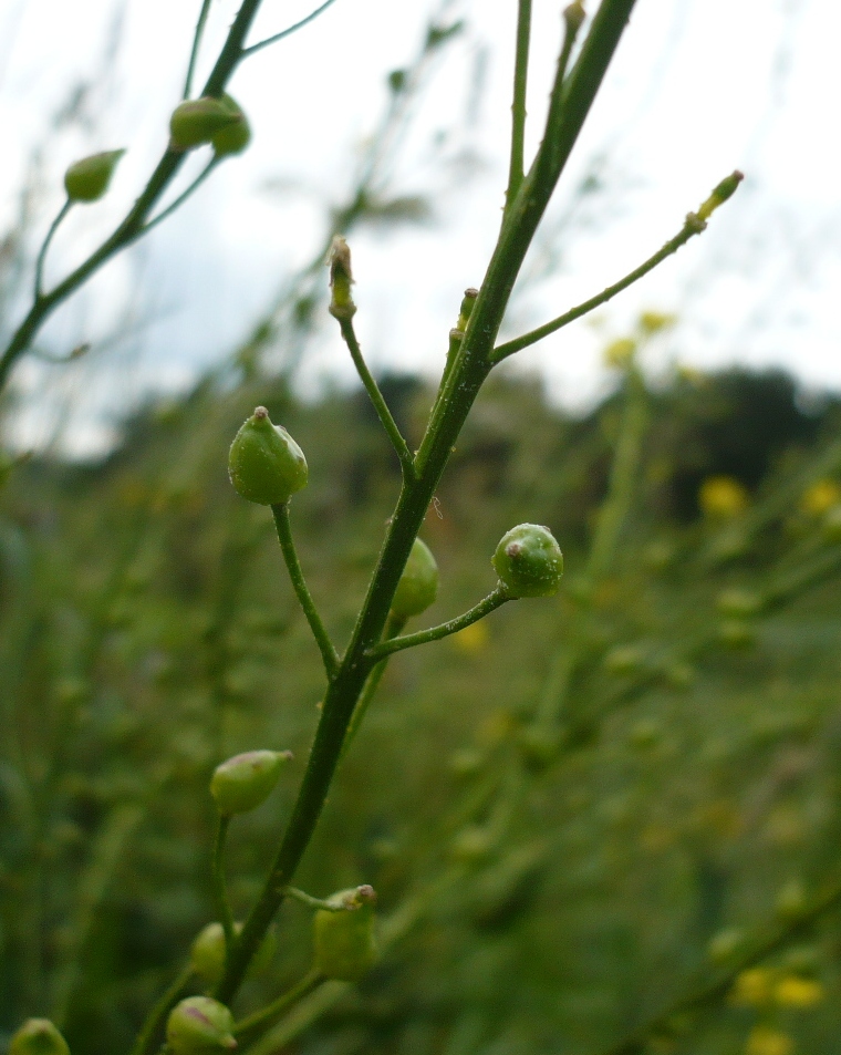 Image of Bunias orientalis specimen.