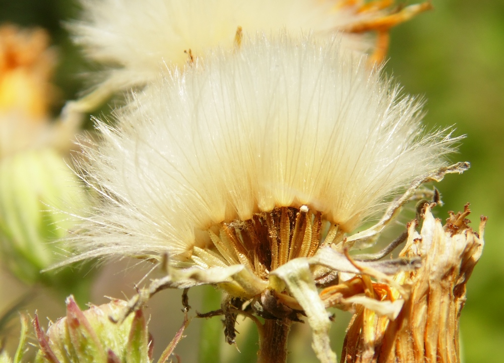 Image of Picris hieracioides specimen.