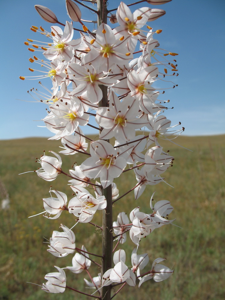 Изображение особи Eremurus tianschanicus.