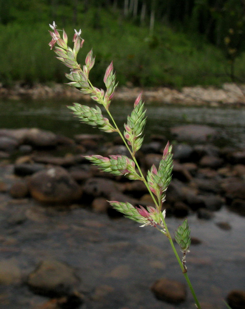 Image of Phalaroides arundinacea specimen.