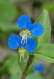 Commelina communis. Цветки. Приморский край, о. Попова. 22.08.2014.