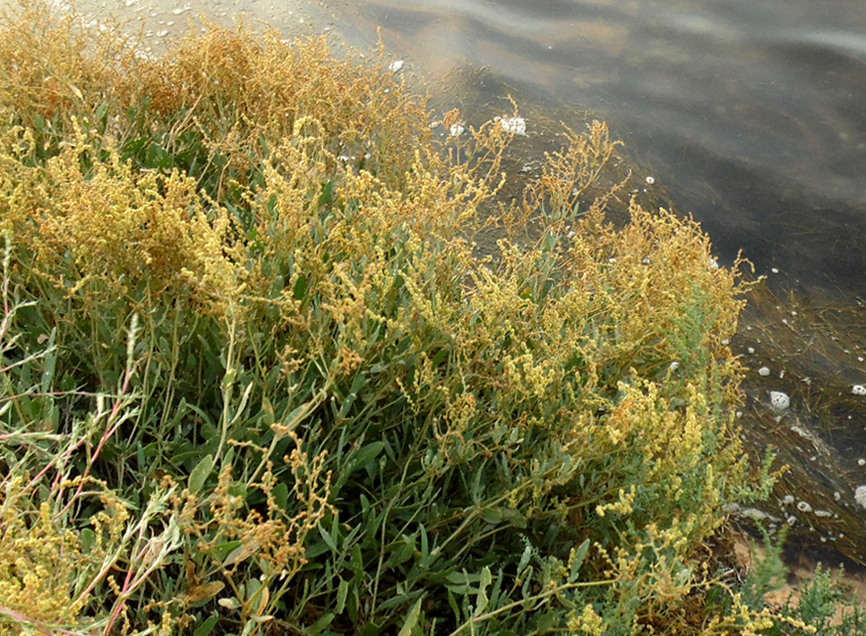 Image of Halimione verrucifera specimen.