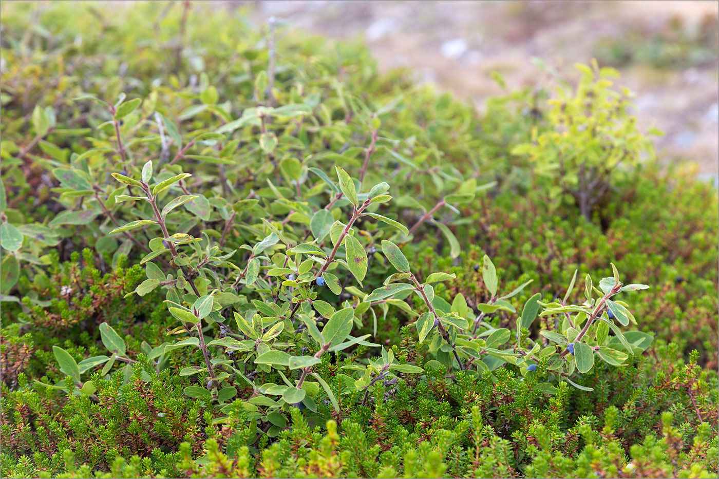 Изображение особи Lonicera &times; subarctica.