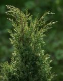 Juniperus scopulorum. Верхняя часть кроны. Московская обл., Раменский р-н, окр. дер. Хрипань, садовый участок. 08.05.2014.