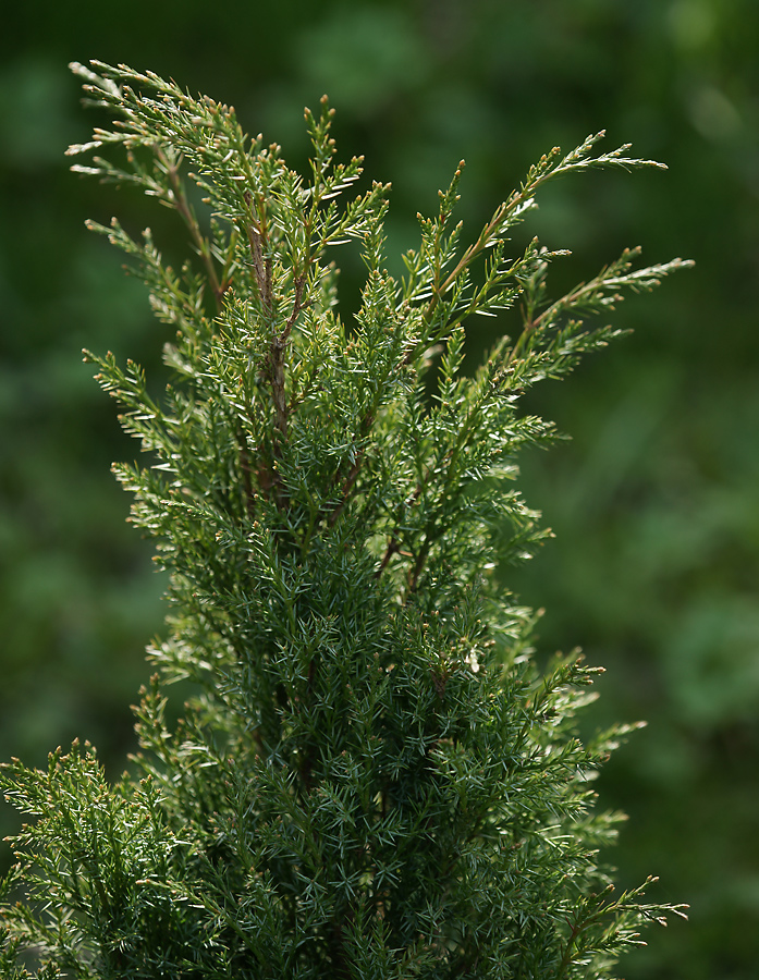 Изображение особи Juniperus scopulorum.